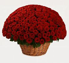 Премиум букет из: Розы в Красные Баррикады